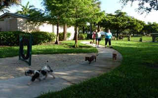 Dogs and Owner walking