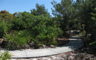 Lakesied Sand Pine Preserve-2